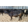 Image 1 : Ferme Y.M. Lacasse - 60 Mâles castrés 900 lb