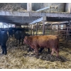 Image 4 : Ferme Mario Paquette & Fils s.e.n.c. - 24 Femelles 720 lb