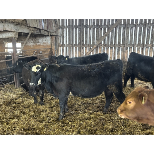 Ferme Mario Paquette & Fils s.e.n.c. - 16 Femelles 847 lb