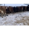 Image 3 : Ferme Canland inc. - 20 Femelles 750 lb
