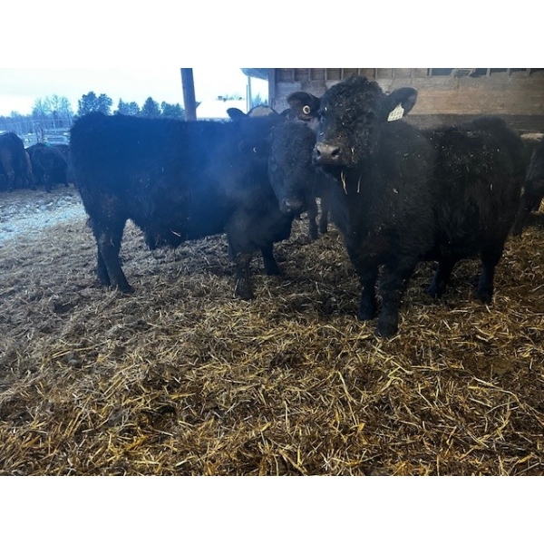 Ferme Plamondon et Fils - 20 Mâles castrés 805 lb