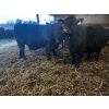 Image 1 : Ferme Plamondon et Fils - 20 Mâles castrés 805 lb