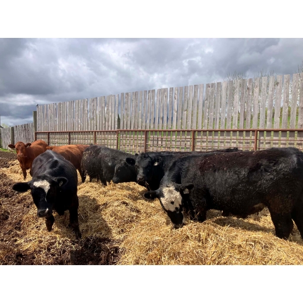 Mathis Lachaine - 35 Mâles castrés 774 lb