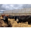 Image 1 : Mathis Lachaine - 35 Mâles castrés 774 lb