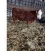Image 2 : Ferme Plamondon et Fils - 20 Femelles 700 lb