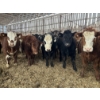 Image 2 : Ferme Lafontaine-Noël - 60 Mâles castrés 750 lb