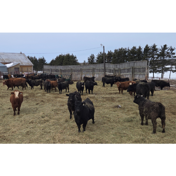 Ferme de la Carpe - 56 Mâles castrés 750 lb