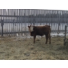 Image 10 : Ferme de la Carpe - 50 Mâles castrés 750 lb
