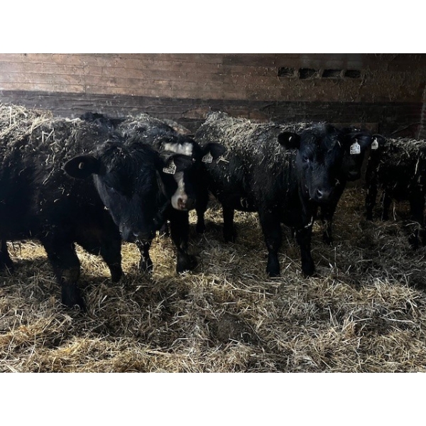 Ferme Plamondon et Fils - 30 Mâles castrés 700 lb