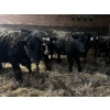 Image 1 : Ferme Plamondon et Fils - 30 Mâles castrés 700 lb