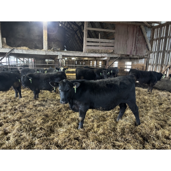 Ferme Mario Paquette & Fils s.e.n.c. - 10 Mâles castrés 901 lb