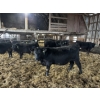 Image 1 : Ferme Mario Paquette & Fils s.e.n.c. - 10 Mâles castrés 901 lb
