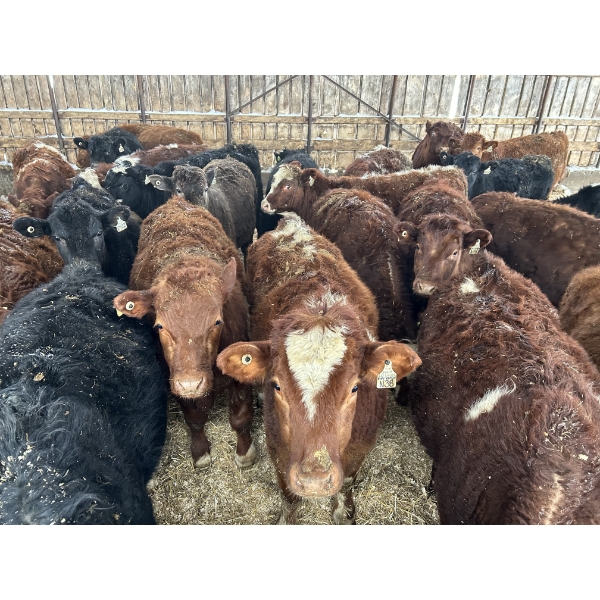 Ferme Lafontaine-Noël - 60 Mâles castrés 750 lb