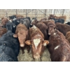 Image 1 : Ferme Lafontaine-Noël - 60 Mâles castrés 750 lb