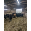 Image 2 : Ferme JMC Sylvain et Fils inc. -  24 Mâles castrés 720 lb