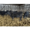 Image 4 : Ferme Mario Paquette & Fils s.e.n.c. - 16 Femelles 847 lb