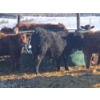 Image 11 : Ferme de la Carpe - 69 Mâles castrés 780 lb