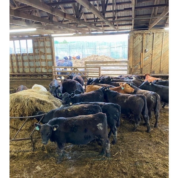 Ferme JMC Sylvain & Fils inc. - 27 Mâles castrés 709 lb