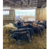 Image 1 : Ferme JMC Sylvain & Fils inc. - 27 Mâles castrés 709 lb