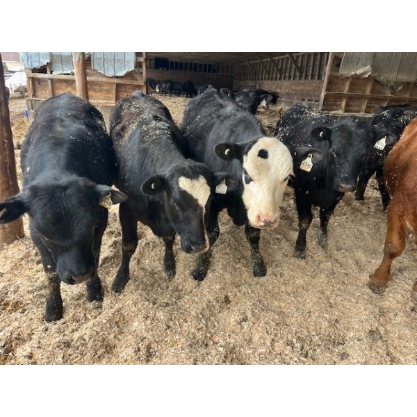 Ferme Plamondon et Fils - 40 Mâles castrés 754 lb