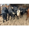 Image 1 : Ferme Plamondon et Fils - 40 Mâles castrés 754 lb
