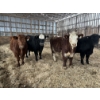 Image 10 : Ferme Lafontaine-Noël - 60 Mâles castrés 750 lb