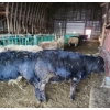 Image 4 : Ferme C.P.L. Viel inc. - 15 Femelles 750 lb