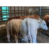 Image 2 : Ferme Norjie SENC -12 Mâles castrés 650 lb