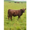 Image 2 : Dany Dubé - 10 Mâles castrés 600 lb