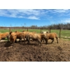 Image 3 : 9295-8859 Québec inc. (Boviga) - 25 Mâles castrés 677 lb