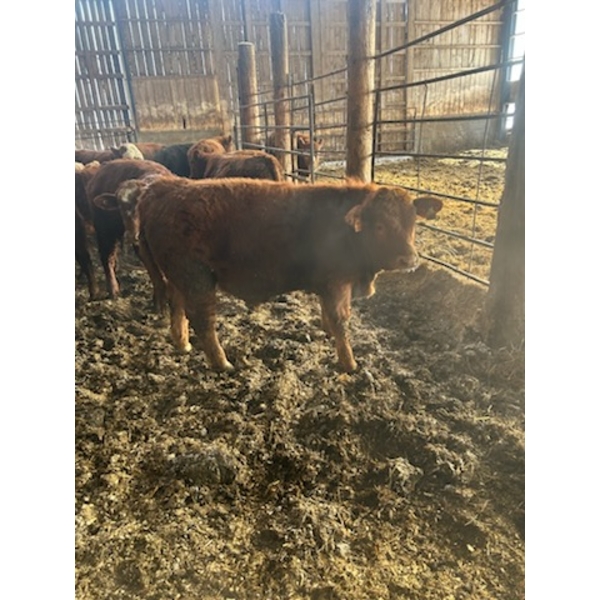 Ferme SG Noël - 75 Mâles castrés 800 lb