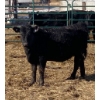 Image 4 : Ferme Y & C SENC. - 35 Femelles 710 lb