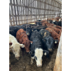Image 11 : Ferme Lafontaine-Noël - 60 Mâles castrés 750 lb