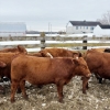 Image 2 : Ferme M.J. Hamelin inc.  - 21 Mâles castrés 780 lb