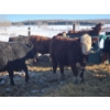 Image 12 : Ferme de la Carpe - 69 Mâles castrés 780 lb