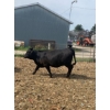 Image 4 : Ferme Boilard inc. - 15 Femelles 725 lb