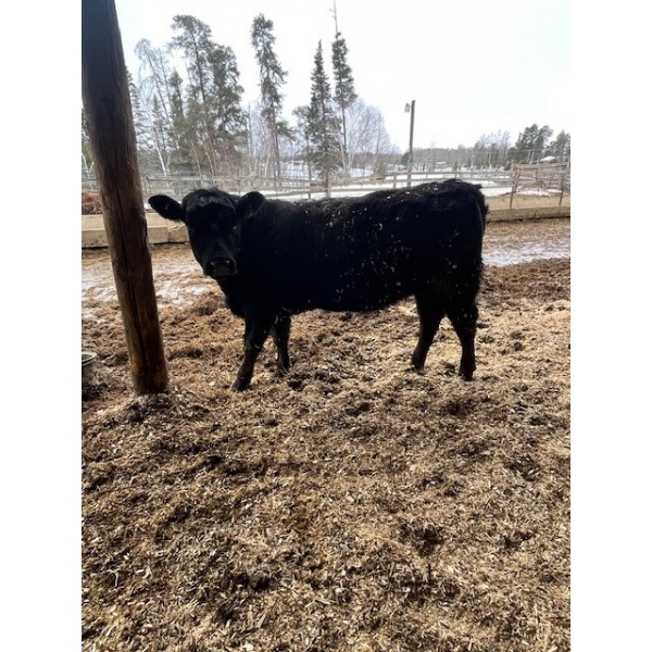 Ferme Plamondon et Fils - 20 Femelles 730 lb