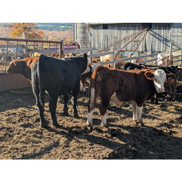 Ferme Norjie SENC -12 Mâles castrés 650 lb