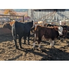 Image 1 : Ferme Norjie SENC -12 Mâles castrés 650 lb