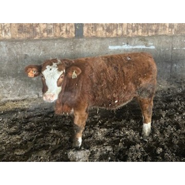 Ferme SG Noël - 75 Mâles castrés 800 lb