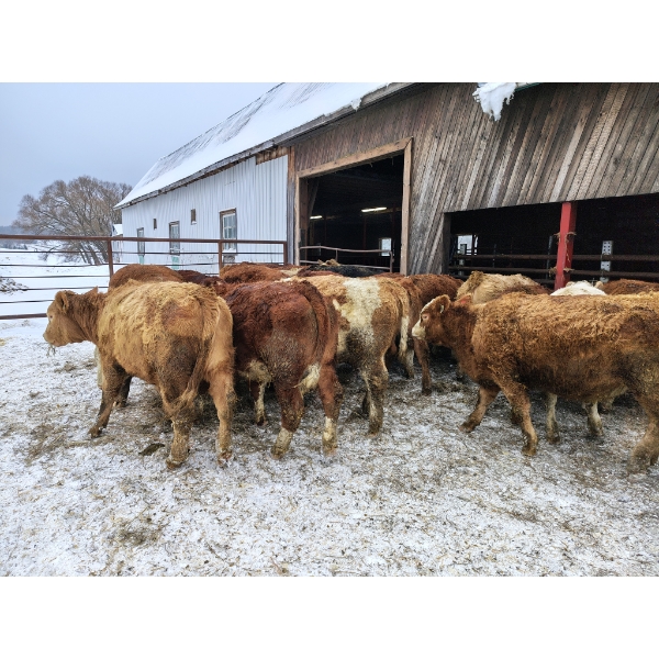 Temisca Ranch inc. - 21 Femelles 750 lb