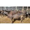 Image 3 : Ferme Y.M. Lacasse - 60 Mâles castrés 900 lb