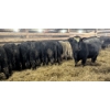 Image 2 : Ferme bovine au reflet des vosges SENC - 20 Mâles castrés 753 lb