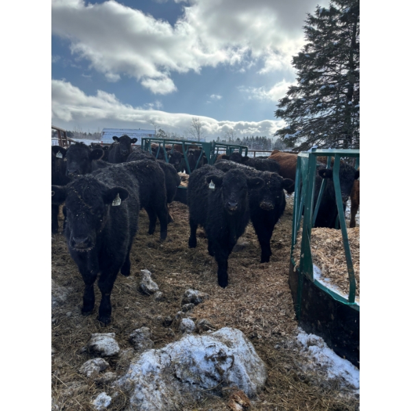 9098-9369 Québec inc. - 30 Mâles castrés 610 lb