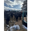 Image 1 : 9098-9369 Québec inc. - 30 Mâles castrés 610 lb