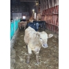 Image 3 : Ferme C.P.L. Viel inc. - 15 Femelles 750 lb