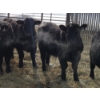 Image 11 : Ferme de la Carpe - 50 Mâles castrés 750 lb