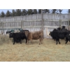 Image 10 : Ferme de la Carpe - 14 Femelles 750 lb