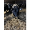 Image 3 : Ferme Plamondon et Fils - 30 Mâles castrés 700 lb