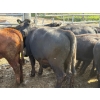 Image 2 : Ferme Moffette inc. - 10 Femelles 555 lb